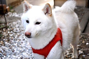 大人になった愛犬
